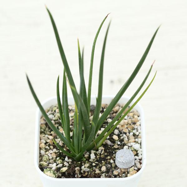 多肉植物 アガベ ジェミニフローラ 7.5cmポット苗 : ハニーミント