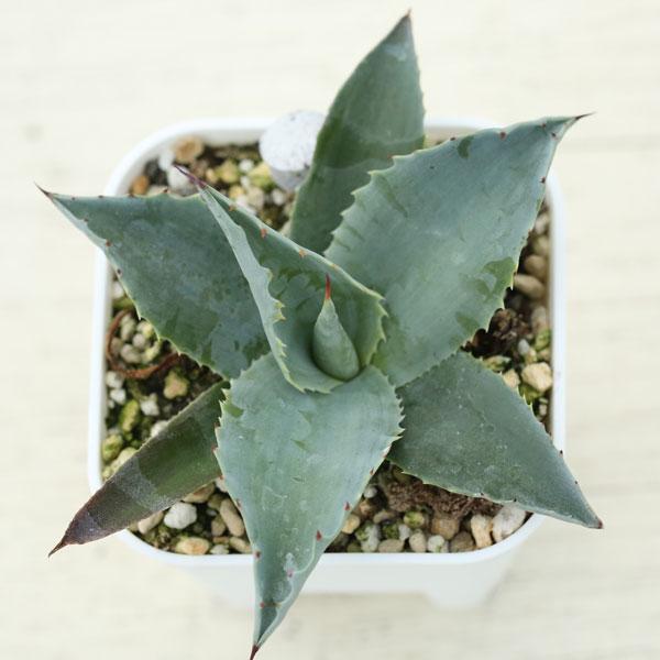 多肉植物 アガベ オバティフォリア ヴァンジー 7.5cmポット苗 : ハニー