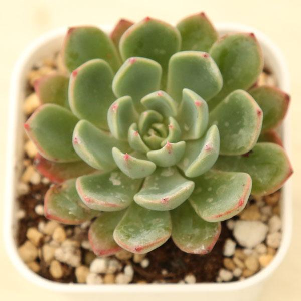 多肉植物 エケベリア ララ（セカンダ×ミニマ） 7.5cmポット苗 : ハニー