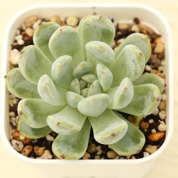 多肉植物 エケベリア ビアンテ 7.5cmポット苗 : ハニーミント - 通販