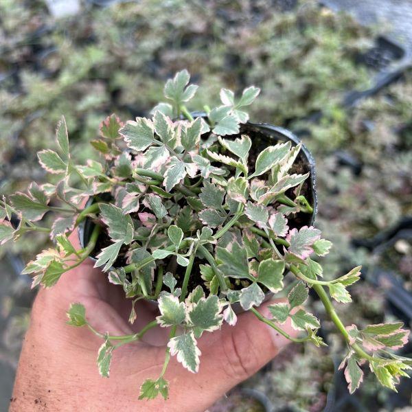 当店農場生産】斑入セリ フラミンゴ 9cmポット苗 耐寒性多年草 