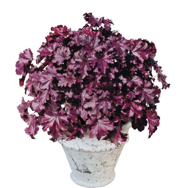 PWのドルチェシリーズ、一般的なヒューケラに比べて強く育てやすいです。ユキノシタ科の常緑多年草です。冬に非常に強く、マイナス8度くらいでも冬越しをします。サイズ：3寸鉢（写真2枚目参照）※写真は見本です。実際のお届けの苗と大きさや姿が異なる...