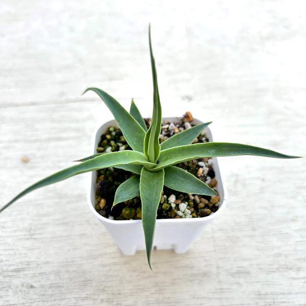 多肉植物 アガベ ブラクテオーサ カラマー 7.5cmポット苗 : ハニー
