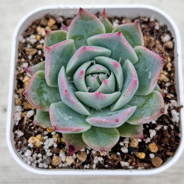 多肉植物 エケベリア スカイワールド 7.5cmポット苗 : ハニーミント