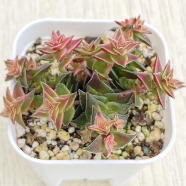 多肉植物 クラッスラ 茜の塔錦 7.5cmポット苗 : ハニーミント - 通販