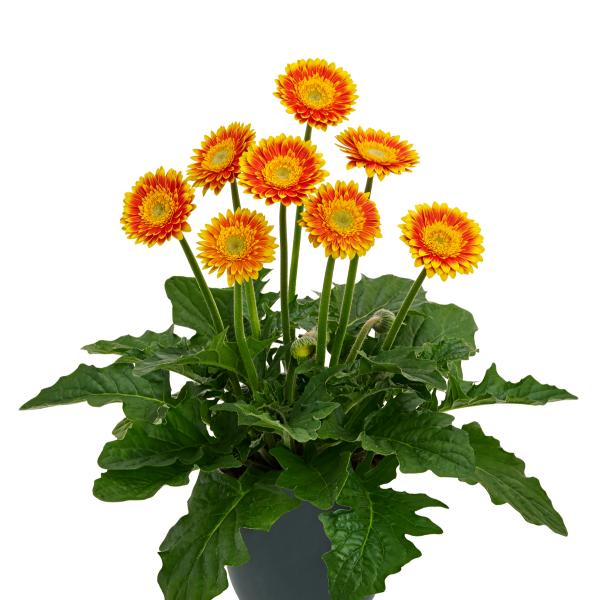 従来の品種に比べて病気に強く、ガーデン向けのガーベラです。春から初夏、秋から初冬にかけて開花します。サイズ：3寸鉢（写真2枚目参照）※写真は見本です。実際のお届けの苗と大きさや姿が異なることがございます。※花はついておりません。※登録品種に...