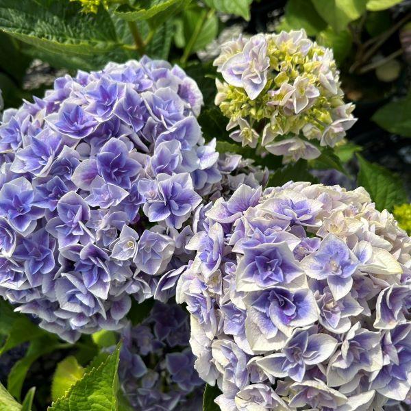 美しい花色と育てやすさから、多くの園芸愛好者に人気のある品種です。酸性度により、花の色味は異なります直射日光を避ければ植栽も可能です。【※重要　花色について】酸性の土に植えるとブルーになり、弱アルカリ性の土に植えるとピンクになります。市販の...