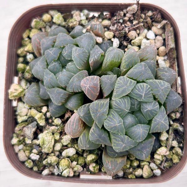 多肉植物 ハオルチア オブツーサ 7.5cmポット苗 : ハニーミント - 通販
