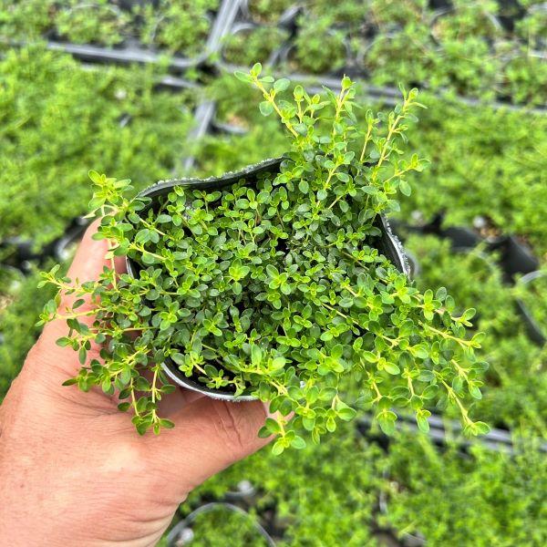 当店農場生産】白花クリーピングタイム 9cmポット苗 繁殖力旺盛なク
