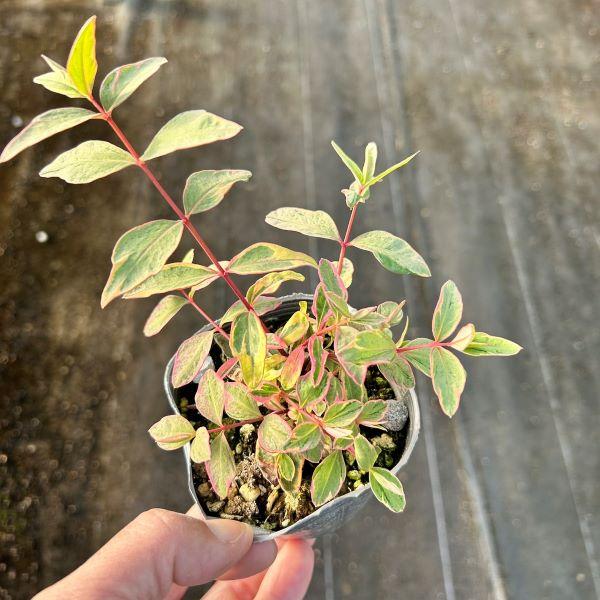 9☘️ヒペリカム苗☘️　❤抜き苗❤　選べるおまけつき　無農薬 9☘️ヒペリカム苗☘️ ❤抜き苗❤ 選べるおまけつき 無農薬 9