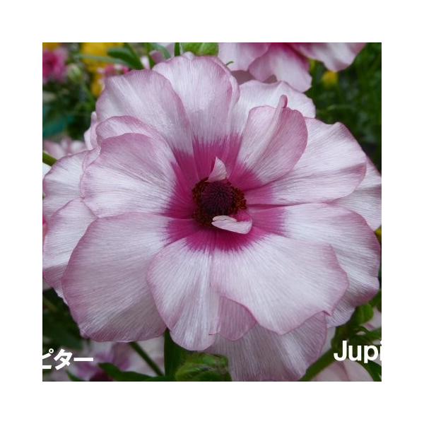 ■■■必ずお読みください■■■・転売を目的とした購入は禁止致します。　発覚した場合ご注文はキャンセル致します。・おひとり様1品種2ポット限りとなります。　複数回にわけてご注文頂いた場合はご注文はキャンセル致します。シルクのような光沢があり、...