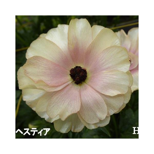 ■■■必ずお読みください■■■・転売を目的とした購入は禁止致します。　発覚した場合ご注文はキャンセル致します。・おひとり様1品種5ポット限りとなります。　複数回にわけてご注文頂いた場合はご注文はキャンセル致します。シルクのような光沢があり、...