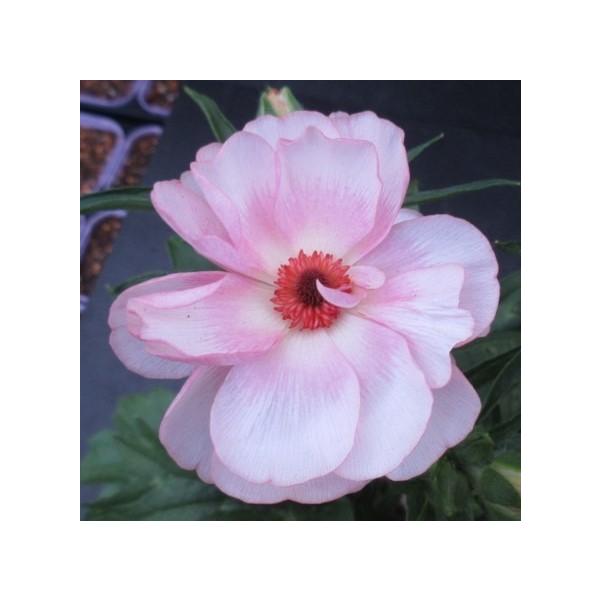 ■■■必ずお読みください■■■・転売を目的とした購入は禁止致します。　発覚した場合ご注文はキャンセル致します。・おひとり様1品種5ポット限りとなります。　複数回にわけてご注文頂いた場合はご注文はキャンセル致します。シルクのような光沢があり、...