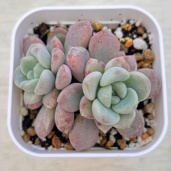 多肉植物 エケベリア スポテッドディア 7.5cmポット苗 : ハニーミント