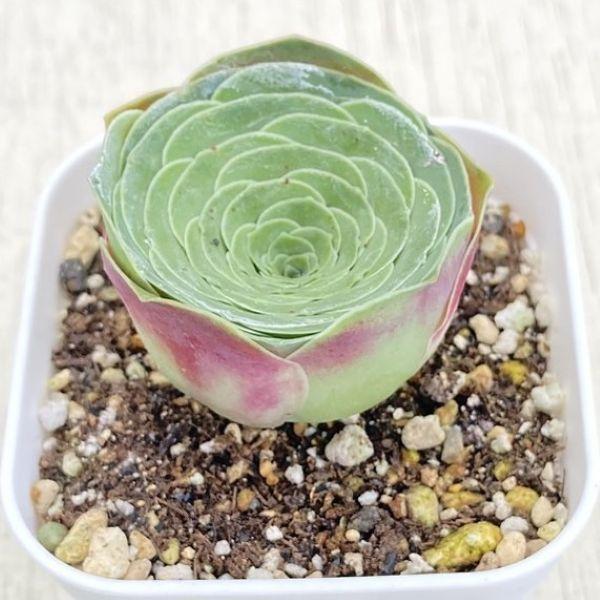 多肉植物 アエオニウム グリーノビア・オーレア 7.5cmポット苗