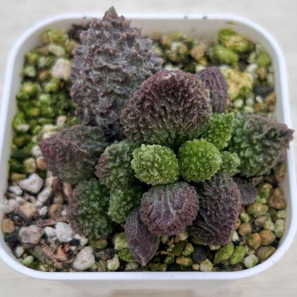 多肉植物 アドロミスクス マリアンナエ ヘレー レッド 7.5cmポット苗