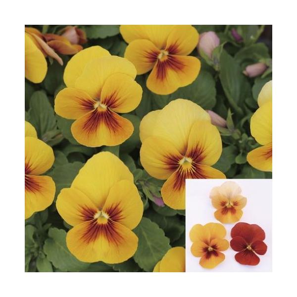 【当店農場生産】小輪パンジー わらく アンティークオレンジ（花なし苗） 9cmポット苗 花壇や寄せ植えに♪