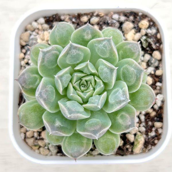 多肉植物 エケベリア ギロ 7.5cmポット苗 : ハニーミント - 通販