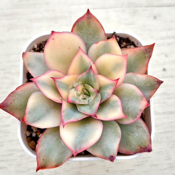 多肉植物 エケベリア ムーンゴッデス錦 7.5cmポット苗 : ハニー 多肉植物 エケベリア ムーンゴッデス錦 7.5cmポット苗 : ハニー