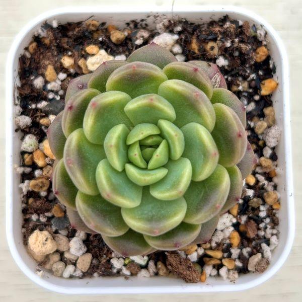 海外から輸入のエケベリアです。当農場がカット苗を発根し、鉢上げしたものをお送りします。サイズ：2.5寸鉢※写真は見本です。実際のお届けの苗と大きさや姿が異なることがございます。※子が付いている写真の場合は子が付いていないものが届くことがあり...