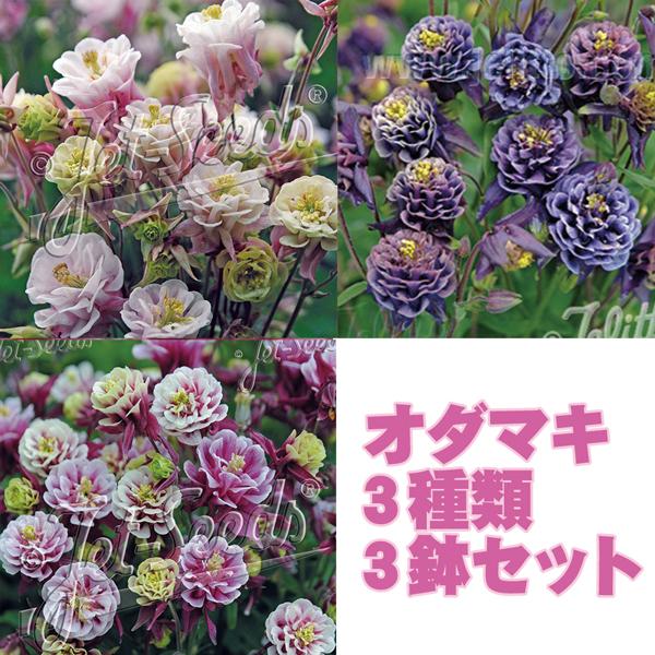 おだまき ウィンキーダブルシリーズ3種類各1鉢　計3鉢のセットです。＜セット内容＞・ブルー＆ホワイト・ローズ＆ホワイト・レッド＆ホワイト毎年咲く宿根草で病気や虫にも比較的強いです。株の中心からまっすぐ伸びた茎に花を多数咲かせます。葉は根元に...