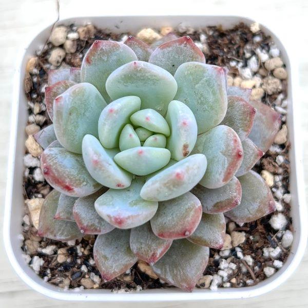 多肉植物 エケベリア スターモンロー 7.5cmポット苗 : ハニーミント