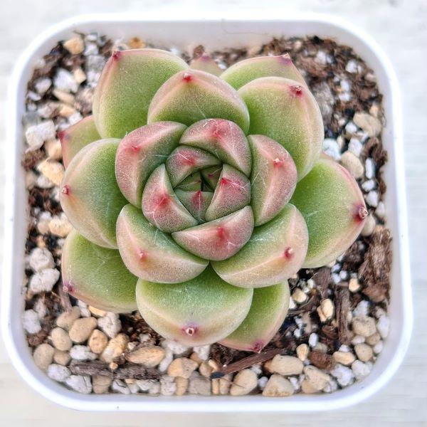 新発売 C6062 ジェニー美人 105苗セット 土と根付き 多肉植物