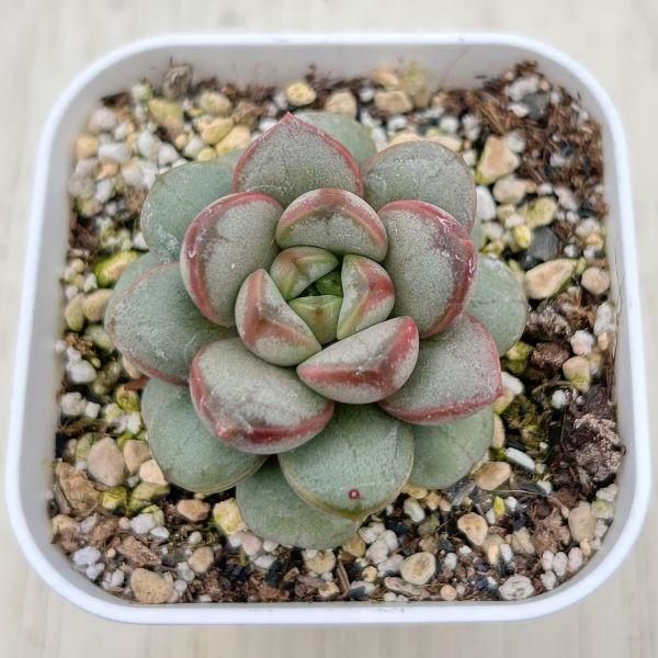 海外から輸入のエケベリアです。当農場がカット苗を発根し、鉢上げしたものをお送りします。サイズ：2.5寸鉢※写真は見本です。実際のお届けの苗と大きさや姿が異なることがございます。※子が付いている写真の場合は子が付いていないものが届くことがあり...