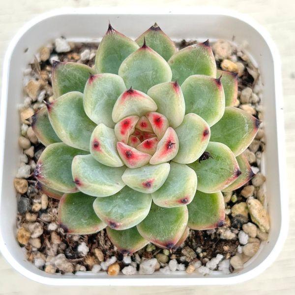 新発売 C6062 ジェニー美人 105苗セット 土と根付き 多肉植物