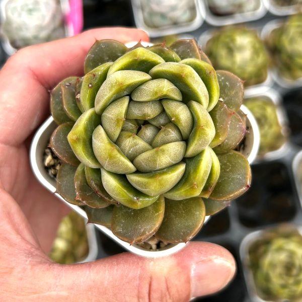 ①✅️エボニー（エケベリア）カット大苗　訳あり品（キズ・汚れ） 黒檀エボニー 多肉植物 エケベリア 韓国苗 カット苗 3苗セット 現品