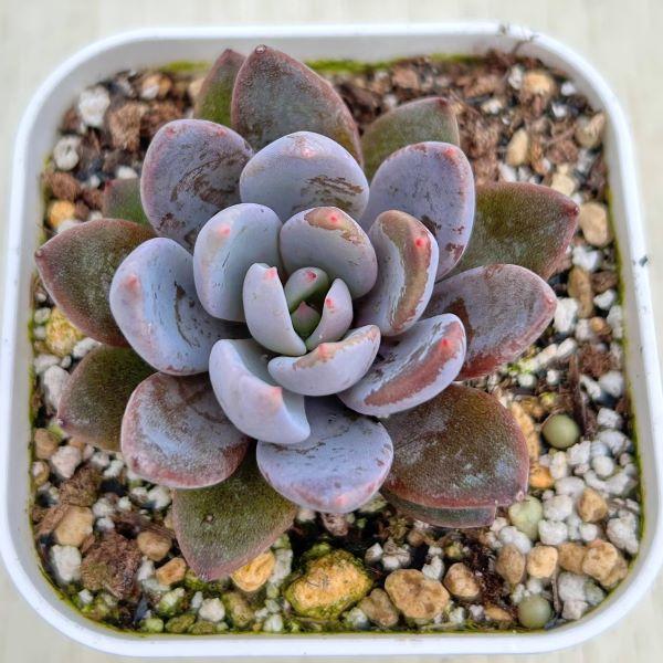 多肉植物 エケベリア グリーンゴースト 7.5cmポット苗 : ハニーミント