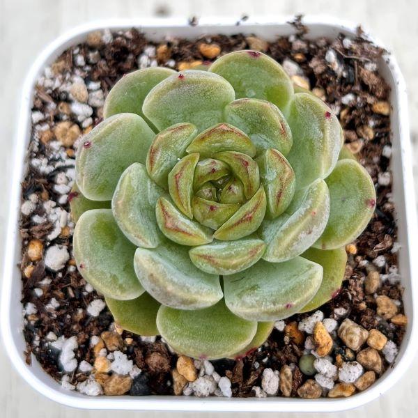 多肉植物 エケベリア サンセットメルティングクリスタル 7.5cmポット苗