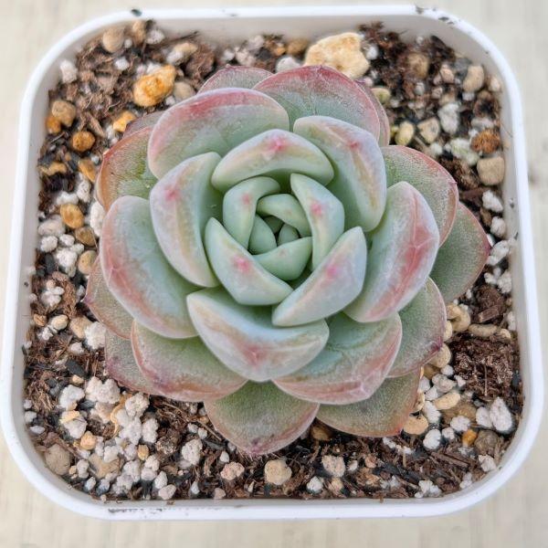 多肉植物 エケベリア スタージェニー 7.5cmポット苗 : ハニーミント