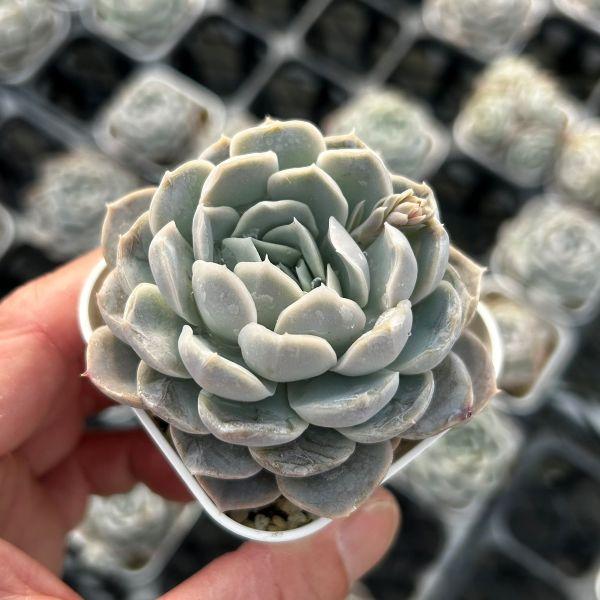 多肉植物 エケベリア ベラ（貝拉） 7.5cmポット苗 : ハニーミント