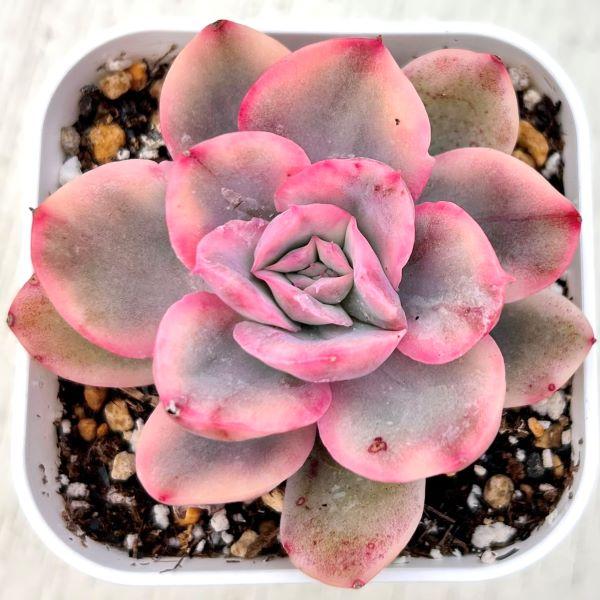 お纏め　多肉植物　❁︎ピョリャン錦　カット苗 お纏め 多肉植物 ❁︎ピョリャン錦 カット苗 【公式通販】