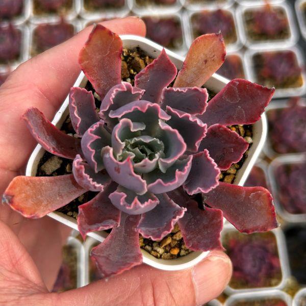 海外から輸入のエケベリアです。当農場がカット苗を発根し、鉢上げしたものをお送りします。サイズ：2.5寸鉢※写真は見本です。実際のお届けの苗と大きさや姿が異なることがございます。※子が付いている写真の場合は子が付いていないものが届くことがあり...