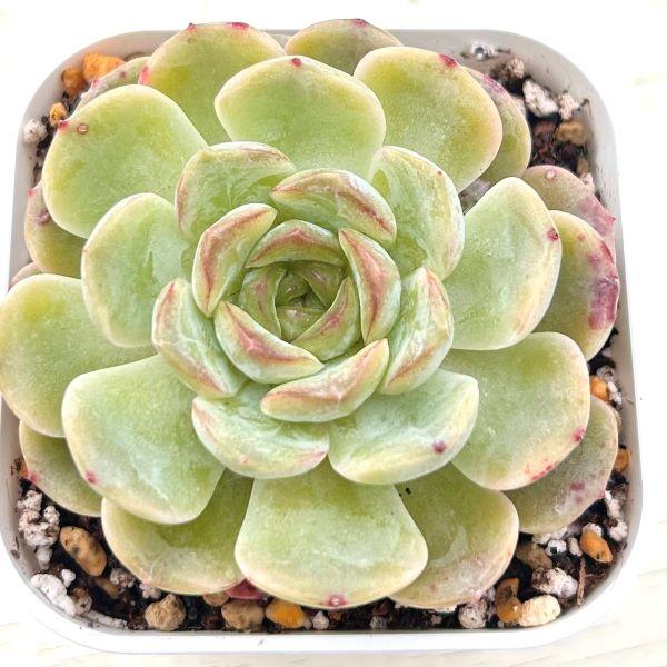 海外から輸入のエケベリアです。当農場がカット苗を発根し、鉢上げしたものをお送りします。サイズ：2.5寸鉢※写真は見本です。実際のお届けの苗と大きさや姿が異なることがございます。※子が付いている写真の場合は子が付いていないものが届くことがあり...