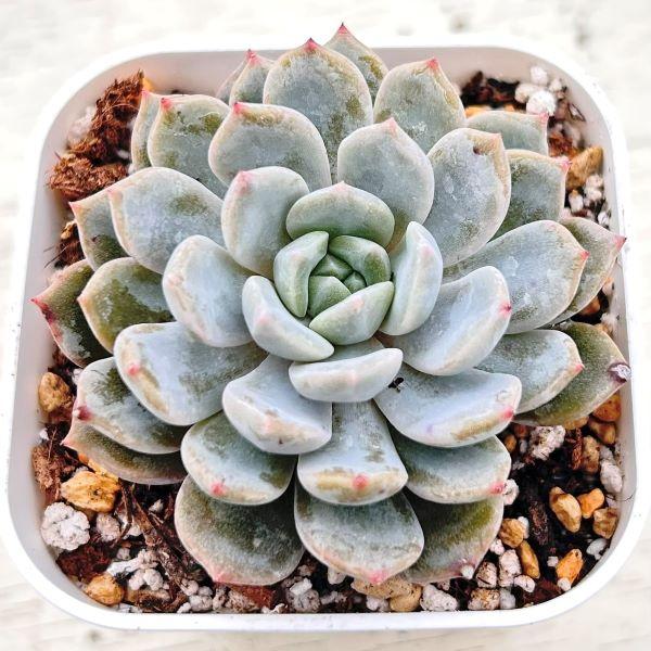 多肉植物 エケベリア パープルライトニング 7.5cmポット苗 : ハニー