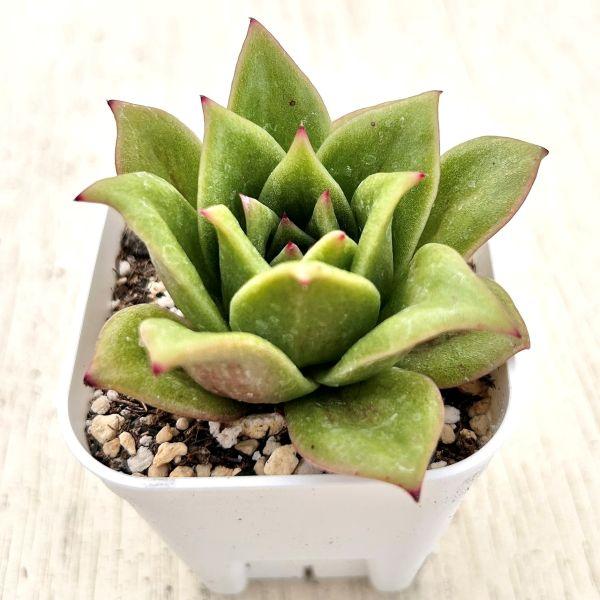 多肉植物 エケベリア ローズマリア 7.5cmポット苗 : ハニー