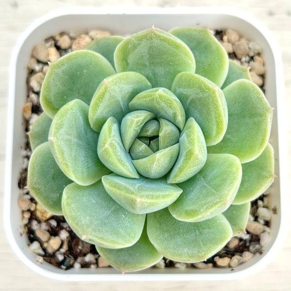 海外から輸入のエケベリアです。当農場がカット苗を発根し、鉢上げしたものをお送りします。サイズ：2.5寸鉢※写真は見本です。実際のお届けの苗と大きさや姿が異なることがございます。※子が付いている写真の場合は子が付いていないものが届くことがあり...