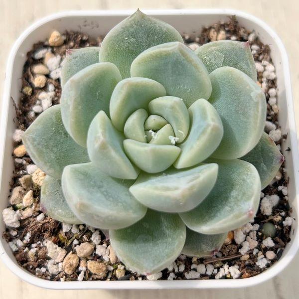 多肉植物 エケベリア フォーティチュード 7.5cmポット苗 : ハニー