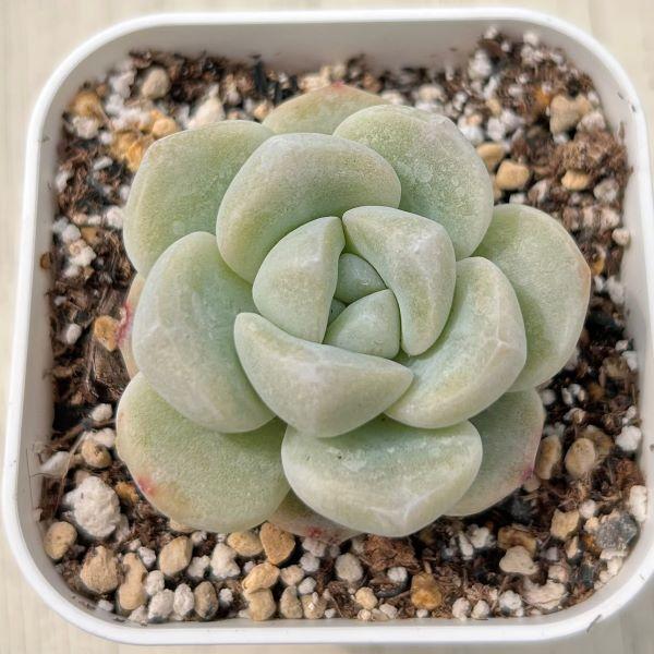 多肉植物 エケベリア アイスジェイド 7.5cmポット苗 : ハニーミント