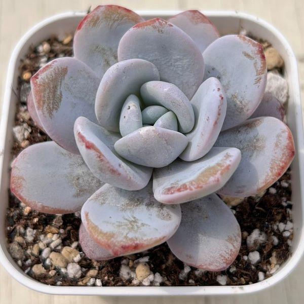 多肉植物 エケベリア スノーティー 7.5cmポット苗 : ハニーミント