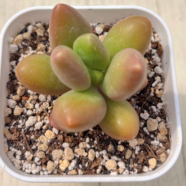 多肉植物 エケベリア マンゴーミルク 7.5cmポット苗 : ハニーミント