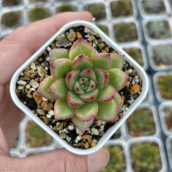 多肉植物 エケベリア リトルレッドハート 7.5cmポット苗 : ハニー