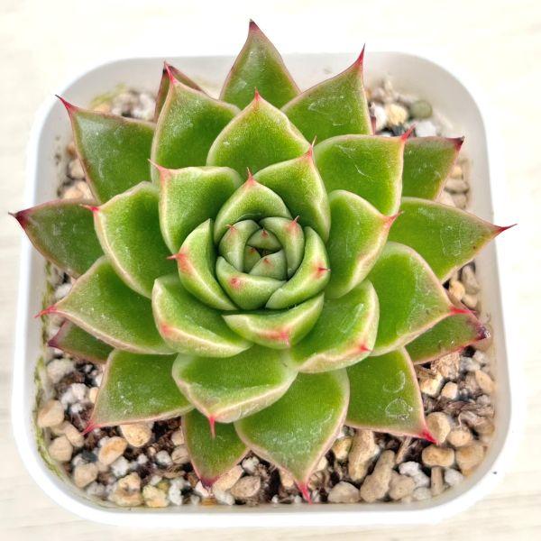 多肉植物 エケベリア スパイ 7.5cmポット苗 : ハニーミント
