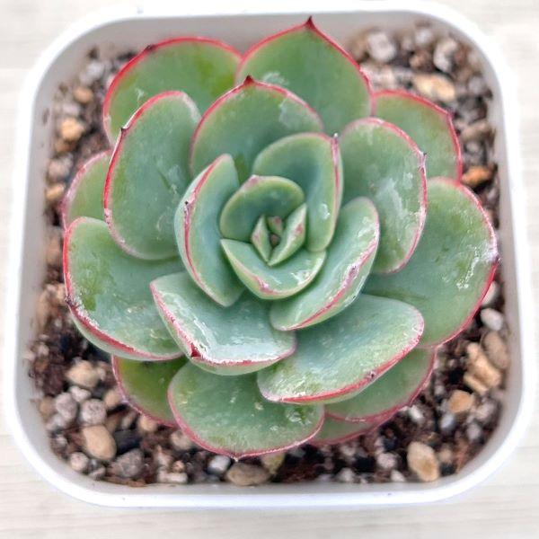 海外から輸入のエケベリアです。当農場がカット苗を発根し、鉢上げしたものをお送りします。サイズ：2.5寸鉢※写真は見本です。実際のお届けの苗と大きさや姿が異なることがございます。※子が付いている写真の場合は子が付いていないものが届くことがあり...