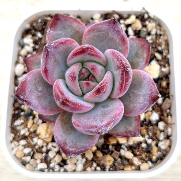 多肉植物 エケベリア ナイトデーモン 7.5cmポット苗 : ハニーミント