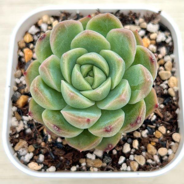 多肉植物 エケベリア ピーコックスピリット 7.5cmポット苗 : ハニー