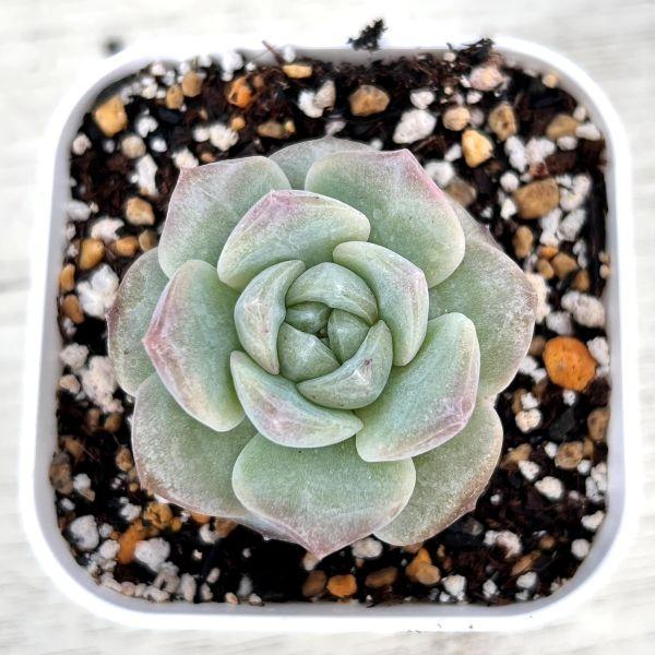 多肉植物 エケベリア モンロージェネレーションブラック 7.5cmポット苗